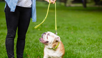 The Importance of Regular Walks for Your Furry Friend