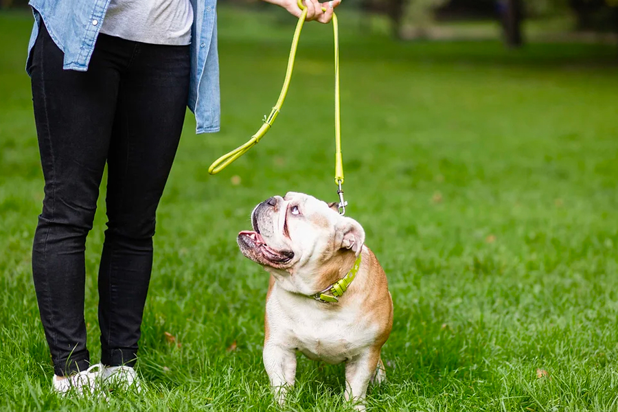 The Importance of Regular Walks for Your Furry Friend