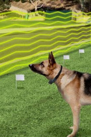 Consider This Are Electric Dog Fences Safe to Use