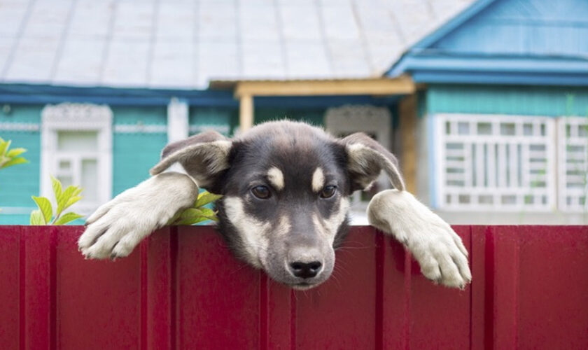 Managing Hidden Fences for Multiple Pet Needs