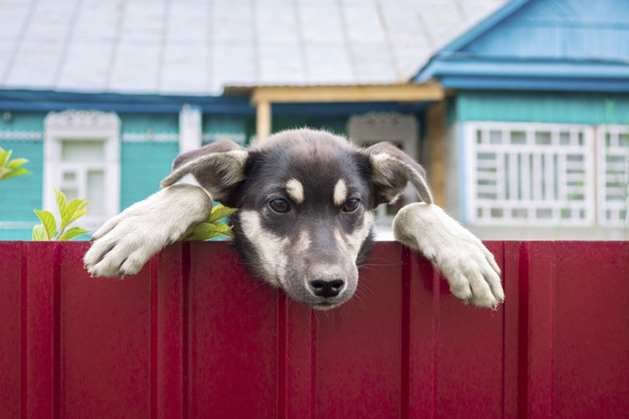 Managing Hidden Fences for Multiple Pet Needs