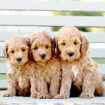 Golden Retriever Puppies vs Goldendoodle Puppies