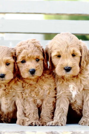 Golden Retriever Puppies vs Goldendoodle Puppies