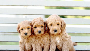 Golden Retriever Puppies vs Goldendoodle Puppies