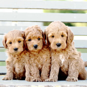 Golden Retriever Puppies vs Goldendoodle Puppies