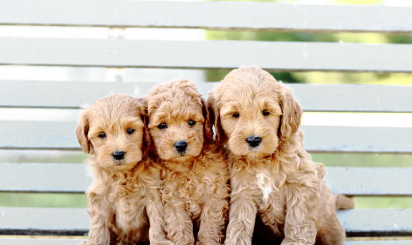 Golden Retriever Puppies vs Goldendoodle Puppies