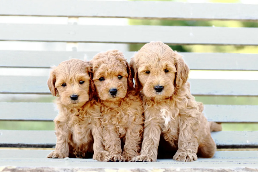 Golden Retriever Puppies vs Goldendoodle Puppies