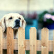 The Secret to a Pet Friendly Garden