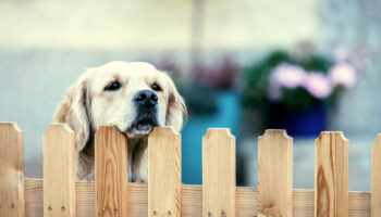 The Secret to a Pet Friendly Garden