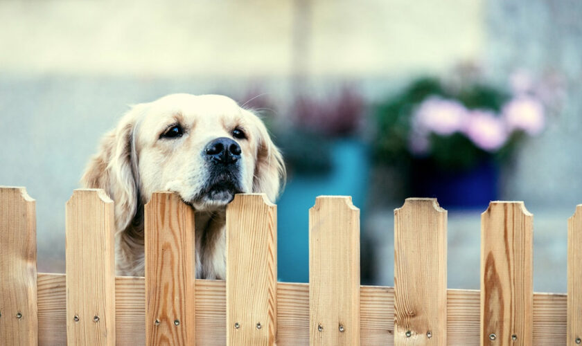 The Secret to a Pet Friendly Garden