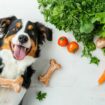 Dog chewing on raw bones, surrounded by fresh vegetables, showing the natural approach to health and wellness raw dog food, wellness, healthy bones