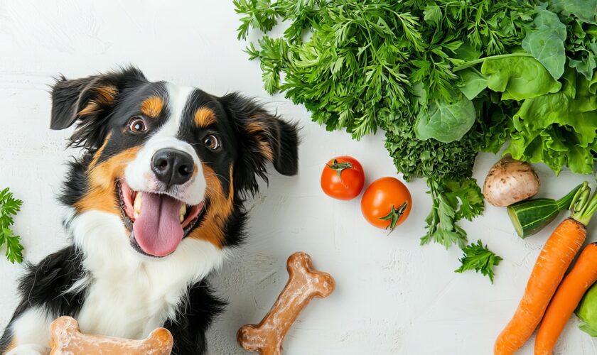 Dog chewing on raw bones, surrounded by fresh vegetables, showing the natural approach to health and wellness raw dog food, wellness, healthy bones