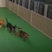 Creating a Calmer Clinic- Renovation Strategies to Reduce Veterinary Visit Stress