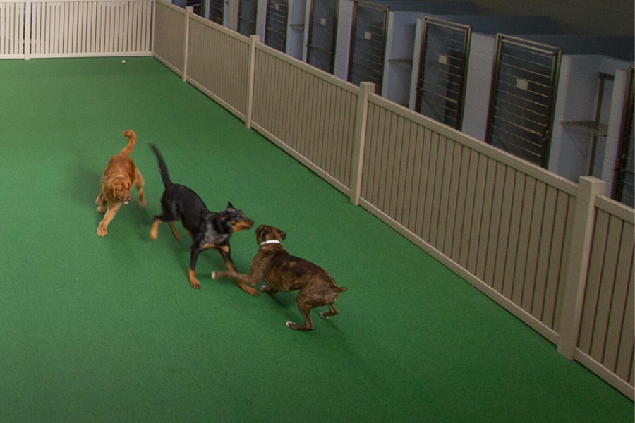 Creating a Calmer Clinic- Renovation Strategies to Reduce Veterinary Visit Stress
