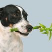 Veterinary Botanical Medicine in Canada