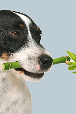 Veterinary Botanical Medicine in Canada