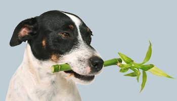 Veterinary Botanical Medicine in Canada