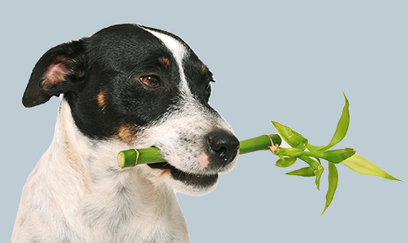 Veterinary Botanical Medicine in Canada