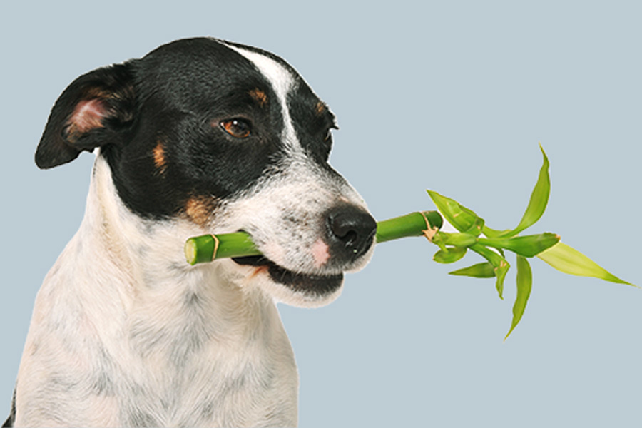 Veterinary Botanical Medicine in Canada