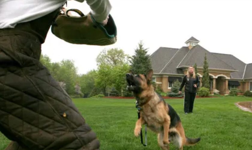 Trained German Shepherd For Sale Excels As A Protection Dog