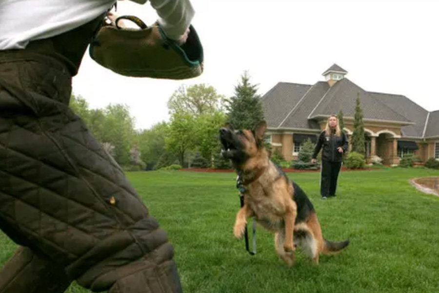 Trained German Shepherd For Sale Excels As A Protection Dog