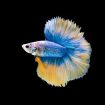 Top 10 Tips Before Browsing Guppies for Sale