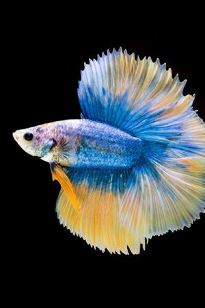 Top 10 Tips Before Browsing Guppies for Sale
