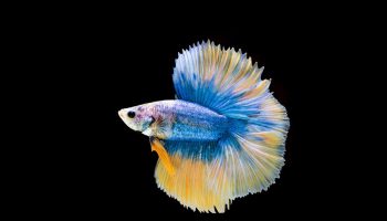 Top 10 Tips Before Browsing Guppies for Sale