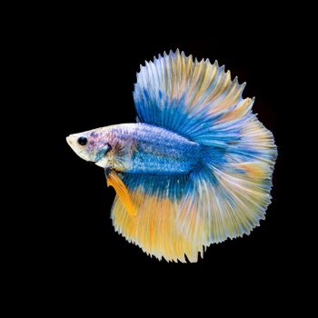 Top 10 Tips Before Browsing Guppies for Sale