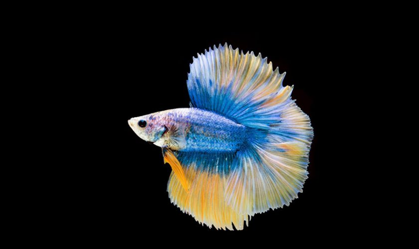 Top 10 Tips Before Browsing Guppies for Sale