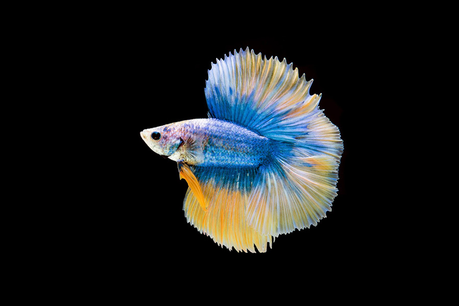Top 10 Tips Before Browsing Guppies for Sale