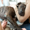 A Guide To The Types Of Liver Disease In Dogs