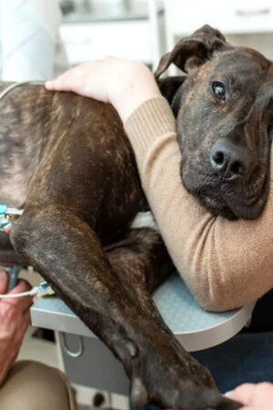 A Guide To The Types Of Liver Disease In Dogs