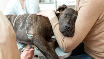 A Guide To The Types Of Liver Disease In Dogs