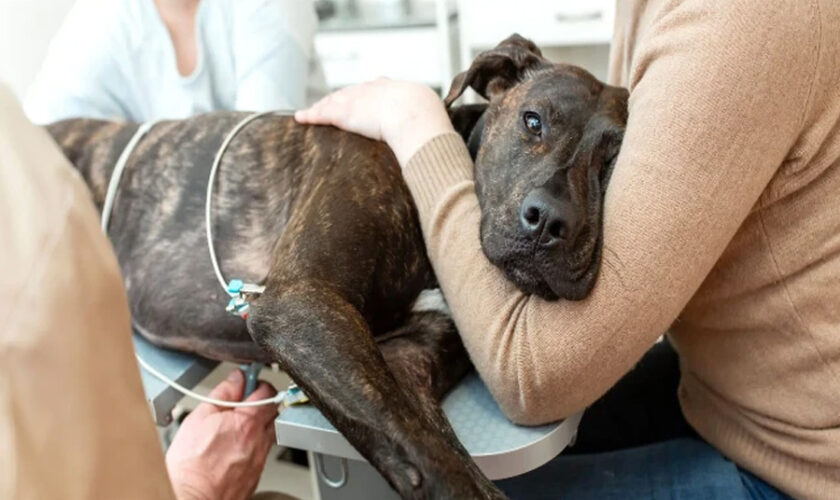 A Guide To The Types Of Liver Disease In Dogs