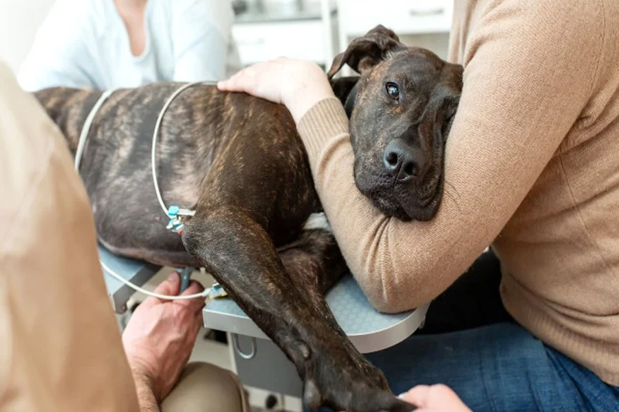 A Guide To The Types Of Liver Disease In Dogs