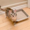 Guide To Understanding Cat Stools Know Your Pets Condition