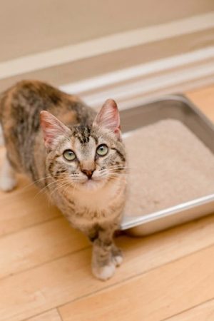 Guide To Understanding Cat Stools Know Your Pets Condition