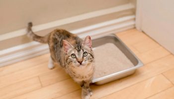 Guide To Understanding Cat Stools Know Your Pets Condition
