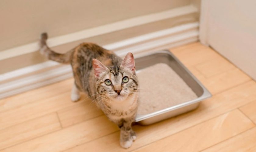 Guide To Understanding Cat Stools Know Your Pets Condition