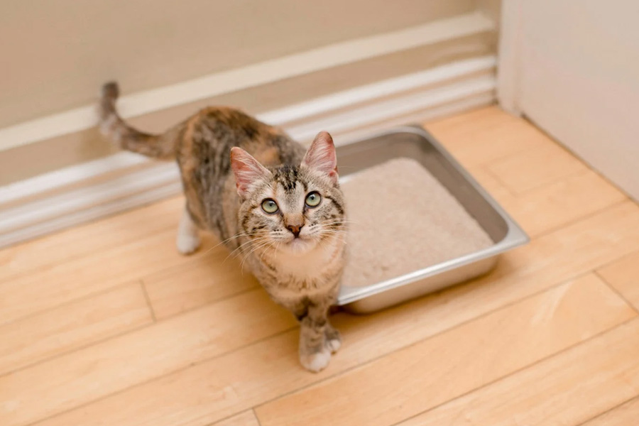 Guide To Understanding Cat Stools Know Your Pets Condition